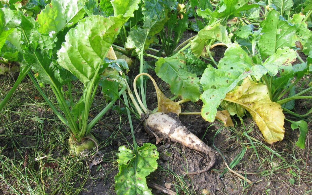 From the field to the feed trough: processing sugar beet into high-quality pellets