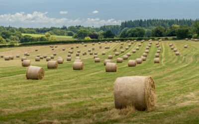 Sugar beet pulp pellets vs. other feedstuffs: A comparison for Swiss farmers